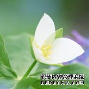 唯美图片淡淡小花淡淡美