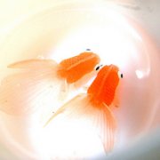 鱼爱7秒就忘记,我念一生不变情@