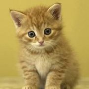 超萌猫咪头像