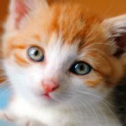 猫咪可爱的萌旳头像