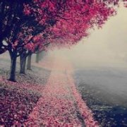 风景头像图片阳光鲜花