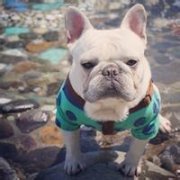 qq个性萌宠头像