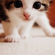 可爱萌猫咪头像 卖萌的小猫咪做梦也是甜美的