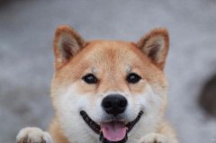 可爱柴犬Maru图片