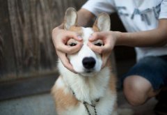 狗狗可爱图集