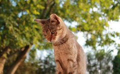 猫咪超萌超可爱图片