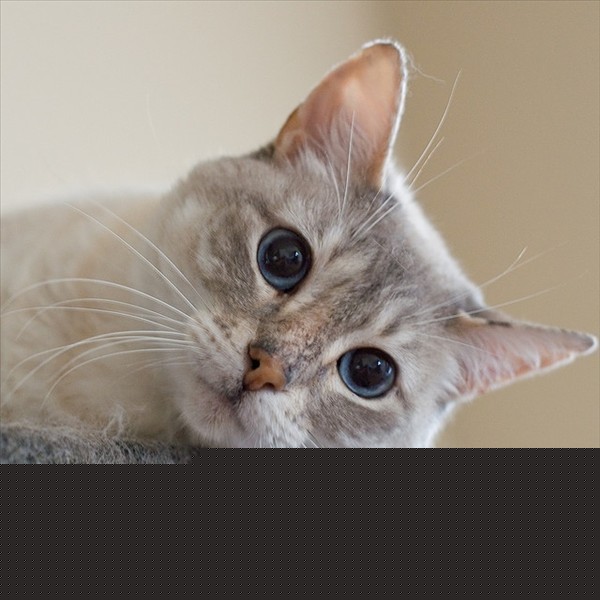 ɰͼƬ