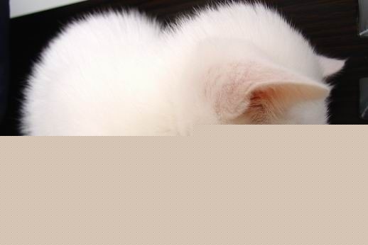 ɰͼƬè