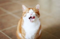 小猫可爱图片