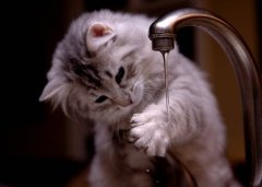 卡哇伊小猫可爱图片