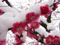 花唯美图片