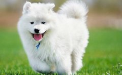 猫狗可爱图片