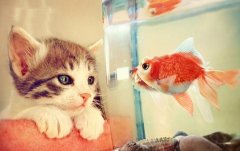 猫的可爱图片
