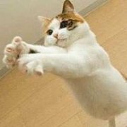 加菲猫卡通头像