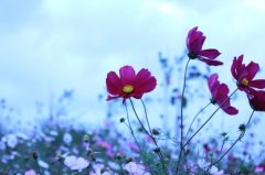 漂亮的花图