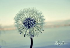 唯美蒲公英图片