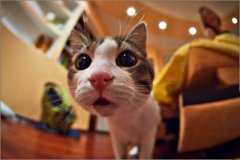 唯美可爱猫咪图片