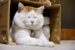 猫叔可爱图片