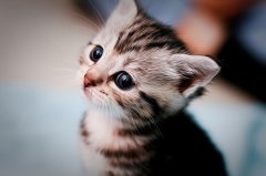 可爱猫咪搞笑图片