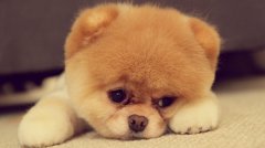 和狗狗有爱的照片
