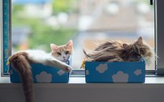 卖萌猫咪可爱旳头像