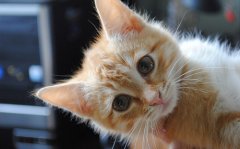 可爱的猫咪图片大全