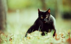 猫猫的可爱图片