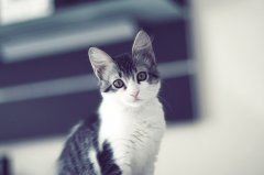 猫咪睡觉可爱旳头像