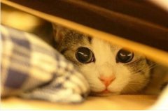波斯猫可爱图