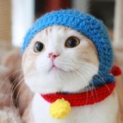 萌死人不偿命的小猫咪头像