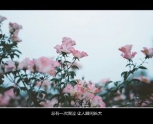清新唯美的文字图片