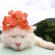 可爱萌萌的小猫头像