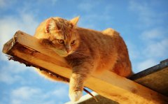萌猫咪图片大全