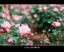 情感意境唯美图片