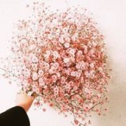 唯美的花儿头像