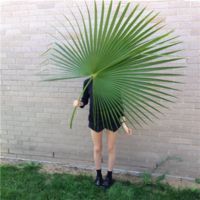 ŷصĸͷ