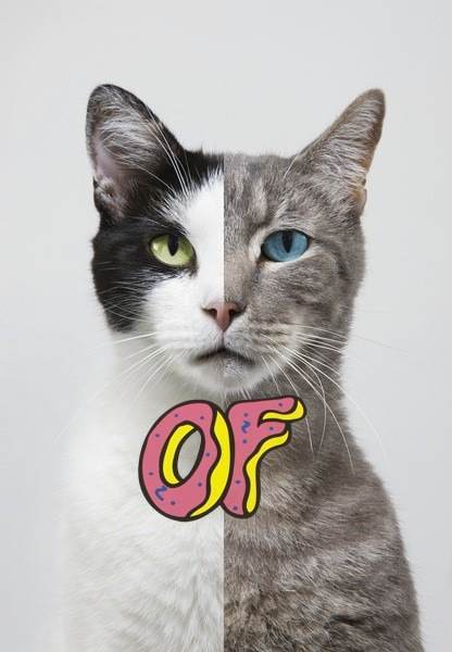 qqɰĶƤ