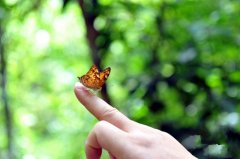 蝴蝶唯美意境背景图片