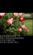 意境的唯美文字图片