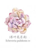 可爱的多肉水彩记图片