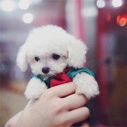 可爱狗狗图片