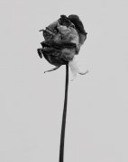 个性简约的花儿皮肤