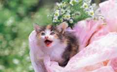 猫咪萌照