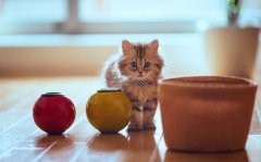 萌猫图片大全