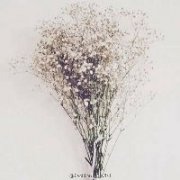 满天星唯美的qq头像