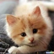 可爱小猫咪头像