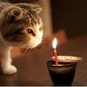 可爱猫咪qq头像 猫咪卖萌无罪