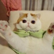 可爱喵星人+汪星人头像 可爱猫咪头像大全送给萌友们