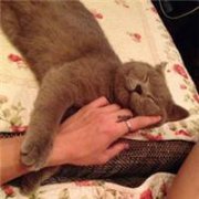 抱着猫咪的女生头像:可爱妹子万人疼