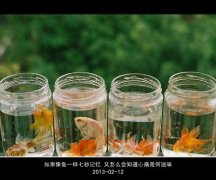 伤感的清新文字个性图片